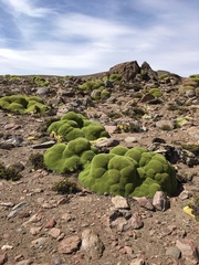 Azorella compacta