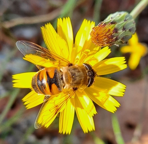 Unknown species found near Dunes City, OR 97439, USA