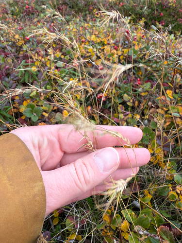 Viviparous Sheep's-fescue (Festuca vivipara)