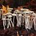 Questionable Stropharia - Photo (c) Alan Rockefeller, some rights reserved (CC BY), uploaded by Alan Rockefeller