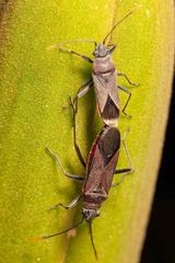 Arocatus rubromarginatus