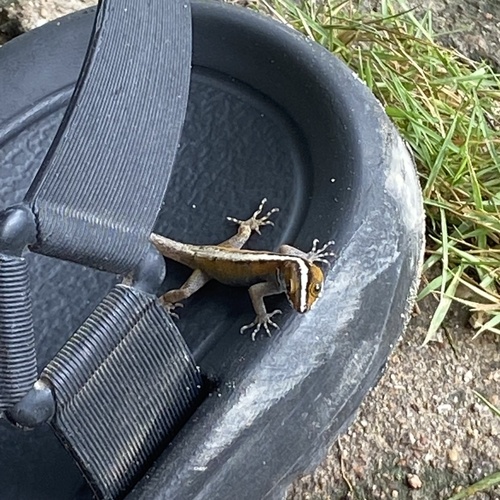 Wiegmann's Striped Gecko