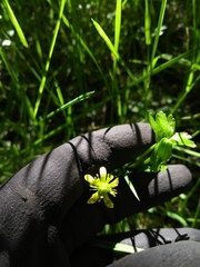 Ranunculus macropus