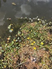 Halerpestes uniflora