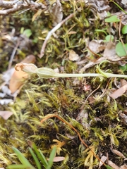 Pterostylis puberula