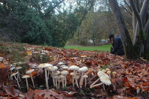 Questionable Stropharia