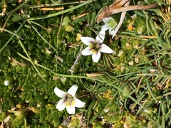 Lobelia oligophylla