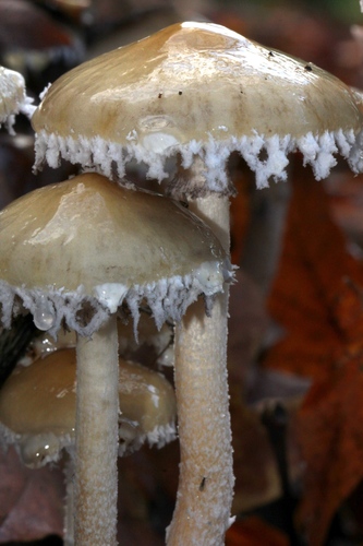 Questionable Stropharia