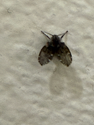 Unknown species found near Cook County, US-IL, US