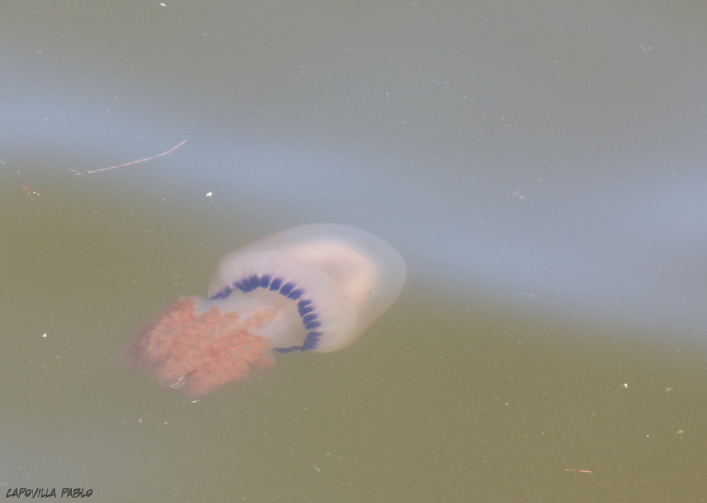 Marbled Jelly