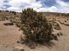 Polylepis tarapacana