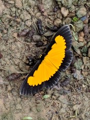 Xanthyris flaveolata