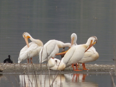 Pelecanus erythrorhynchos
