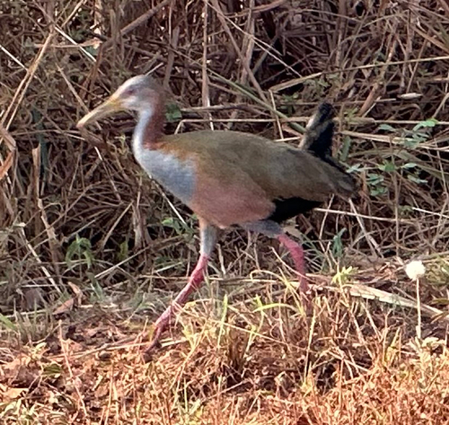 Giant Wood-Rail