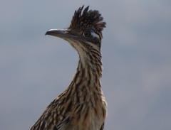 Geococcyx californianus