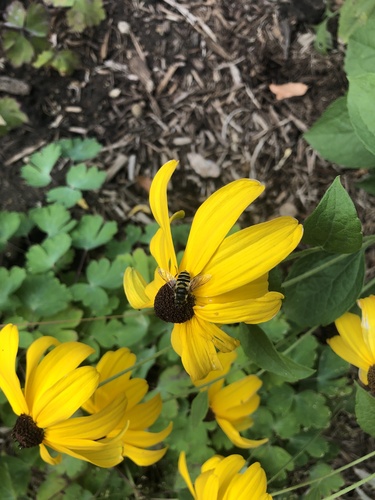Unknown species found near E Olive St, Bloomington, IL, US