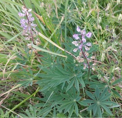 Lupinus oreganus