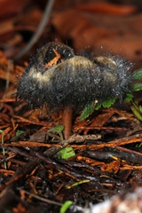 Spinellus