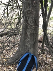 Aphananthe philippinensis