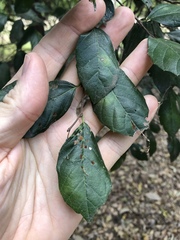 Aphananthe philippinensis