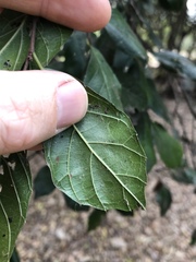 Aphananthe philippinensis