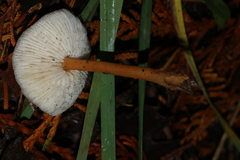 Spinellus
