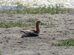 Recurvirostra americana