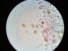 Phaeomarasmius borealis