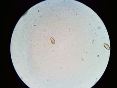 Phaeomarasmius borealis