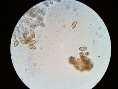 Phaeomarasmius borealis