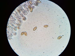 Phaeomarasmius borealis