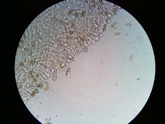 Phaeomarasmius borealis