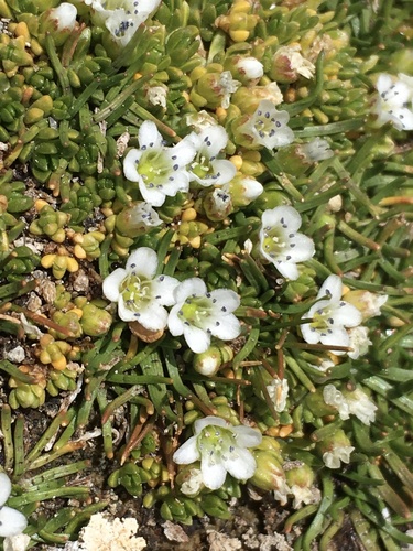 Arenaria rivularis (Arenaria rivularis)