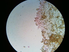 Phaeomarasmius borealis