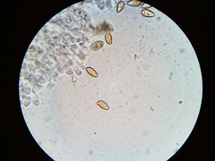 Phaeomarasmius borealis