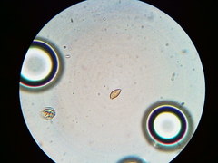 Phaeomarasmius borealis