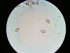 Phaeomarasmius borealis