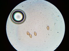 Phaeomarasmius borealis