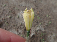 Zephyranthes longifolia