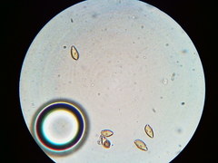 Phaeomarasmius borealis