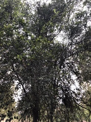 Aphananthe philippinensis