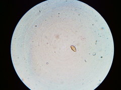 Phaeomarasmius borealis