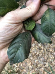 Aphananthe philippinensis