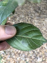 Aphananthe philippinensis