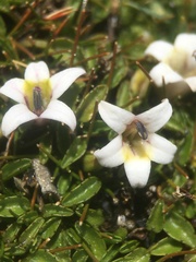 Lobelia oligophylla