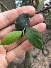 Aphananthe philippinensis