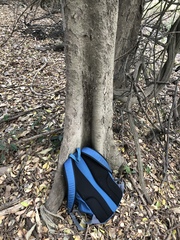 Aphananthe philippinensis