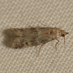 Vitula edmandsii