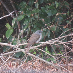 Cacomantis variolosus