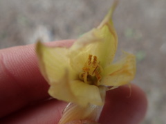 Zephyranthes longifolia